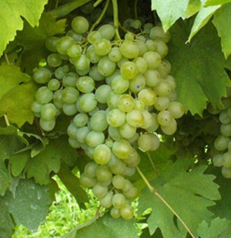 Ansonica (or Inzolia) Grape