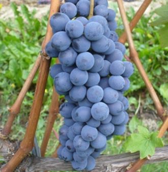 Barbera