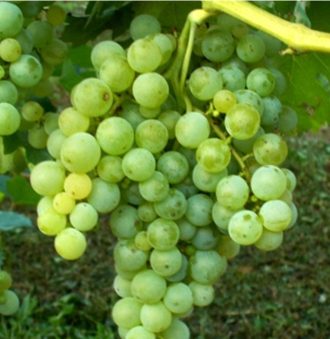 Bombino Bianco Grape
