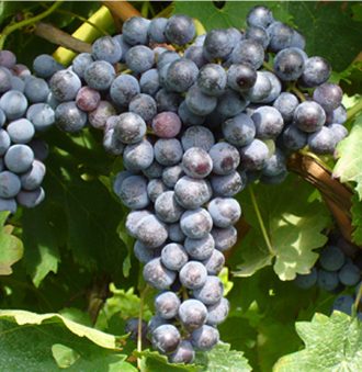 Cabernet Franc Grape