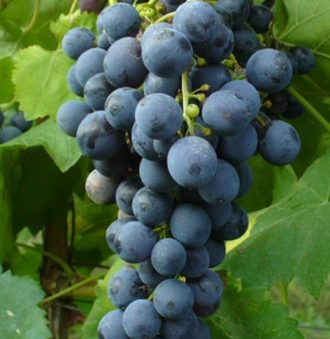 Calabrese (Nero d'Avola) Grape