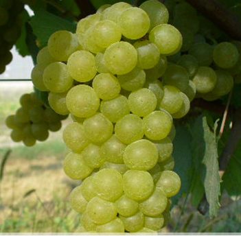 Chardonnay Grape