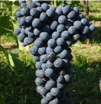 Frappato Grape