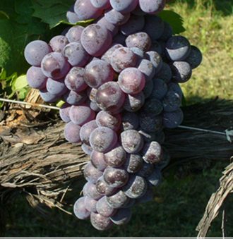 Gaglioppo Grape
