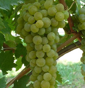 Grechetto Grape