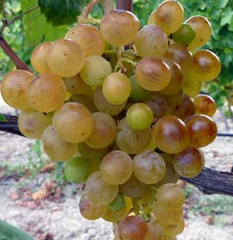 Greco Bianco Grape