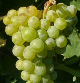 Grillo Grape