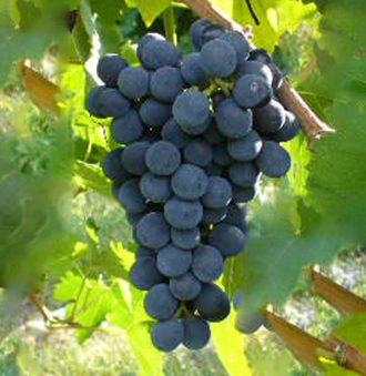 Montepulciano Grape