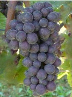 Pinot Grigio
