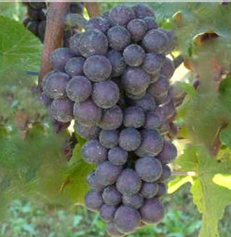 Pinot Grigio Grape