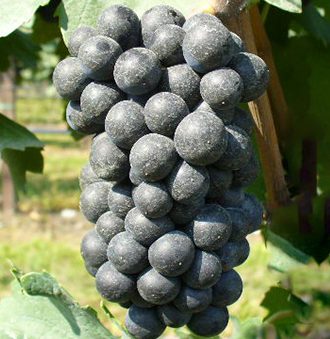 Pinot Nero