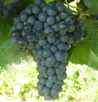 Syrah Grape