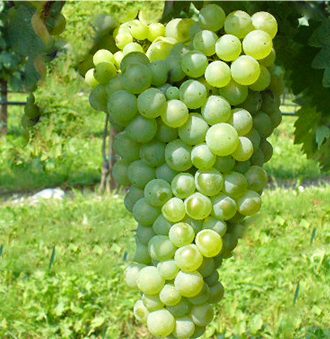 Vernaccia di San Gimignano Grape