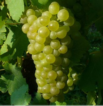 Viogner Grape