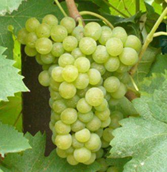 Arneis Grape