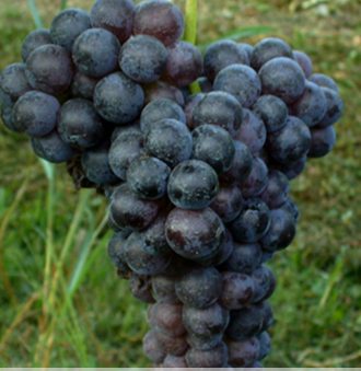 Brachetto Grape