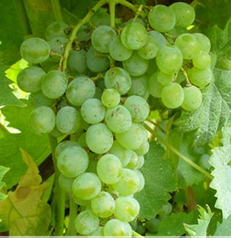 Carricante Grape