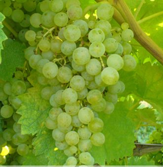 Catarratto Bianco Comune Grape