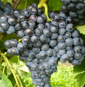 Ciliegiolo Grape