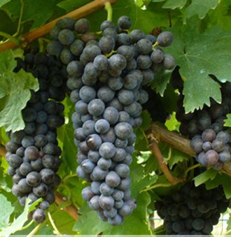 Corvina Grape