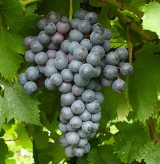 Dolcetto Grape