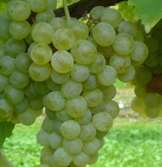 Durella Grape