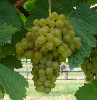 Falanghina Grape