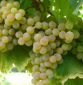 Fiano Grape