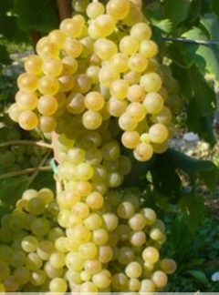 Garganega