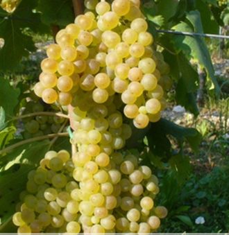 Garganega