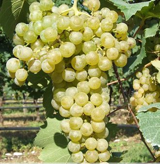 Glera Grape