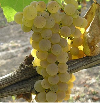 Greco Grape