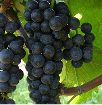 Lambrusco Salamino Grape