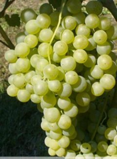 Malvasia Bianca