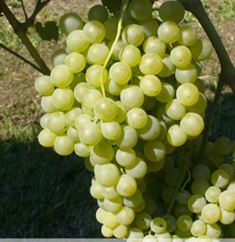 Malvasia Bianca Grape