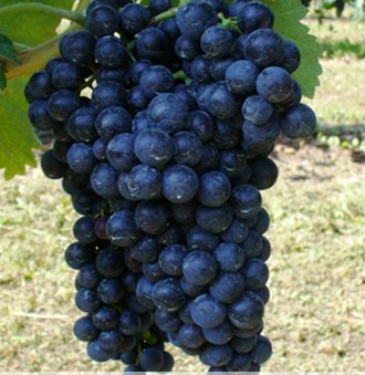 Malvasia Nera di Brindisi