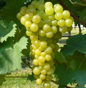 Moscato Bianco Grape