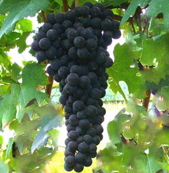 Nebbiolo Grape