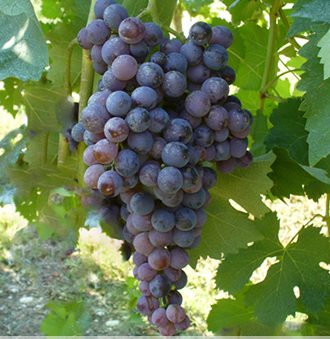 Nerello Mascalese Grape