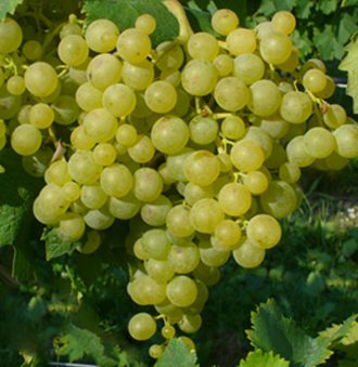 Passerina Grape