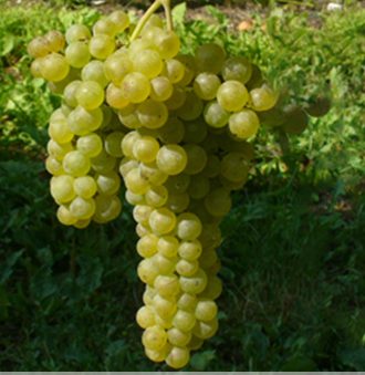 Pecorino Grape