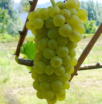Pinot Bianco Grape