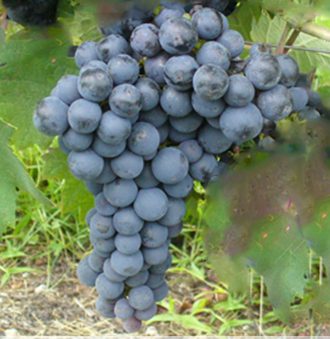 Primitivo Grape