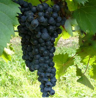 Refosco dal Peduncolo Rosso Grape Refosco dal Peduncolo Rosso Grape