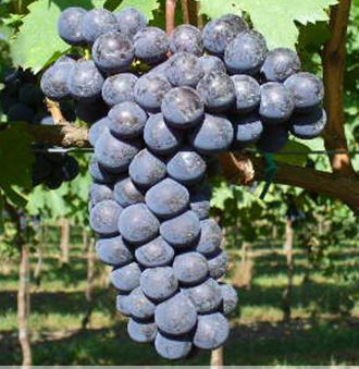 Sangiovese Grape