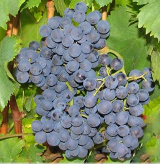 Tai Rosso Grape