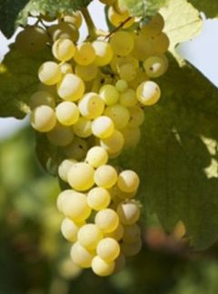 Trebbiano Abruzzese