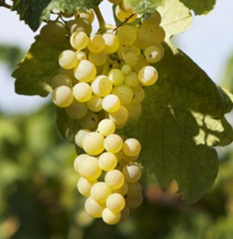 Trebbiano Abruzzese