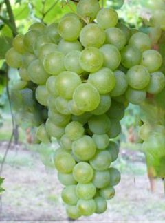 Trebbiano di Soave