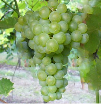 Trebbiano di Soave Grape